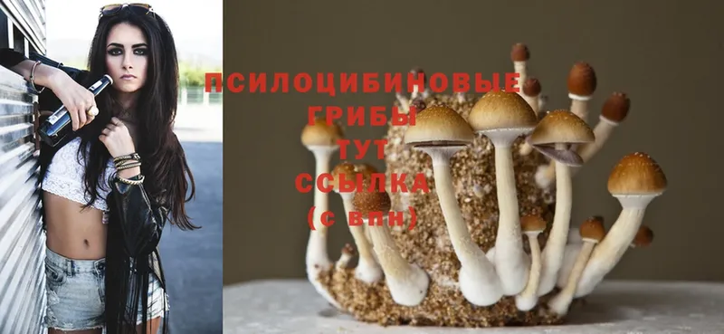 купить наркотик  Касимов  ОМГ ОМГ ссылка  Псилоцибиновые грибы Magic Shrooms 