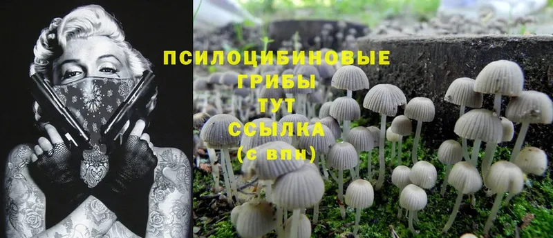 Галлюциногенные грибы Psilocybine cubensis Касимов